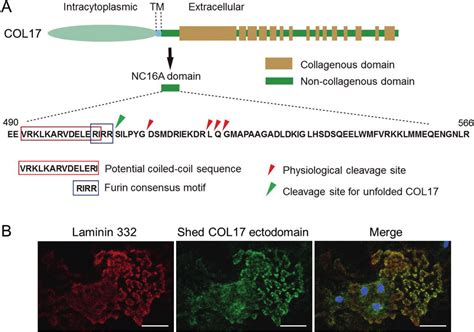 Collagen Xvii Col Processing In Physiological Settings A