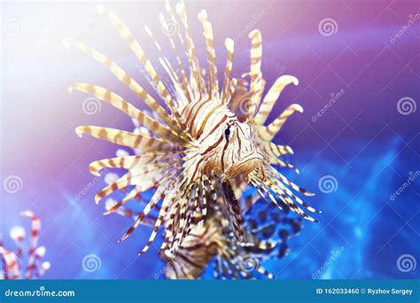 Poisonous lionfish stock photo. Image of scuba, fishes - 162033460