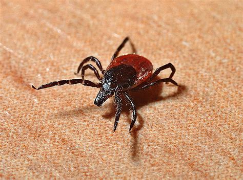 10 Types Of Ticks In Georgia With Pictures House Grail