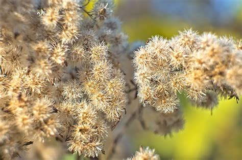 Goldenrod Flowers Seed Head - Free photo on Pixabay - Pixabay