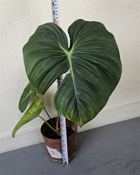 Philodendron Mcdowell Furniture Home Living Gardening Plants