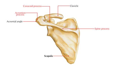 Scapula Shoulder Blade Anatomy Earth S Lab