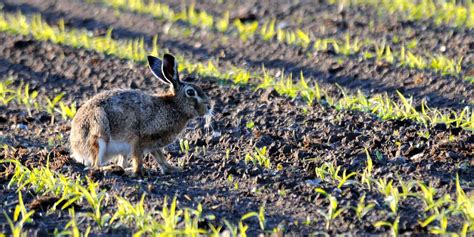 Hare P Mark Stock Foto Colourbox