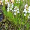 Вахта трехлистная (Menyanthes trifoliata L.) - лекарственное растение ...