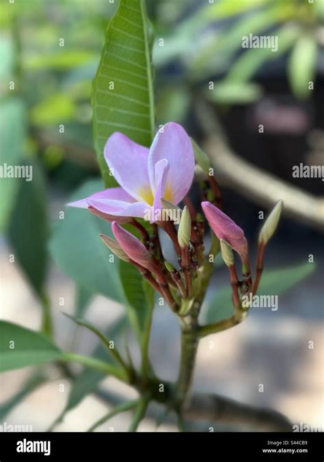Pink Plumeria Flower And Buds Stock Photo Alamy