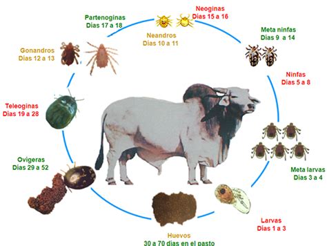 DuraciÓn Actual De La Metamorfosis En La Fase No ParasÍtica De Rhipicephalus Microplus