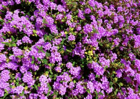 Plant of the Month: Trailing Lantana (Lantana Montevidensis) - CV Water Counts