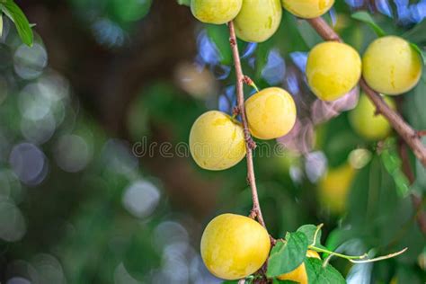 Yellow Plums In A Tree Stock Photo Image Of Leaf Plum 152259778