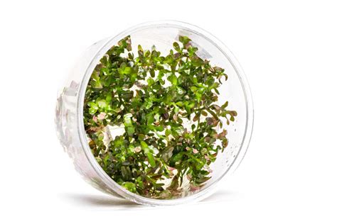 Rotala Rotundifolia Blood Red Uns Tissue Culture — Buce Plant