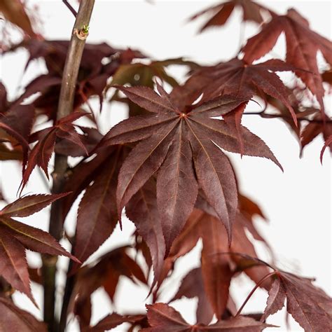 Fireglow Japanese Maple Tree For Sale Online The Tree Center