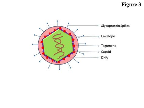 Double Stranded Dna Virus Biology Simple