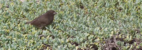 When two species become one - New Galapagos Finch Species!