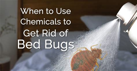 Get Rid Of Bed Bugs Chemicals Erdye S Pest Control