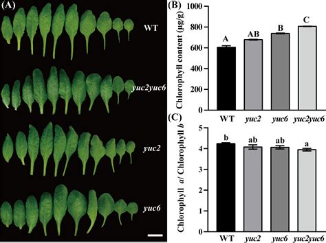 Frontiers Auxin Inhibits Chlorophyll Accumulation Through Arf Iaa