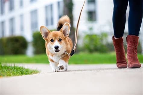 How Long Should You Walk Your Dog