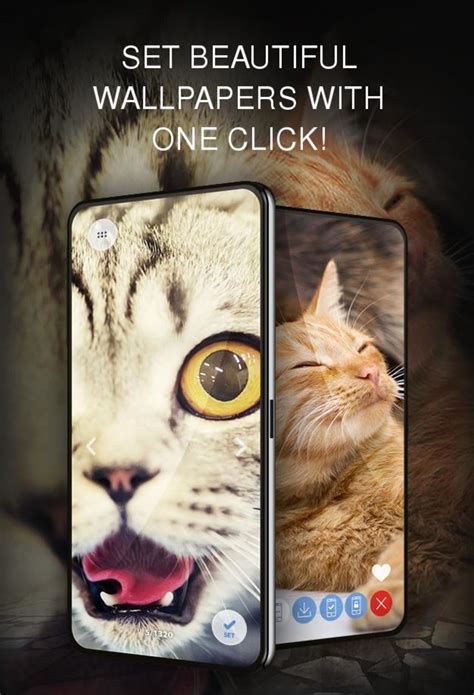 Android için Your 4K cat wallpapers İndir