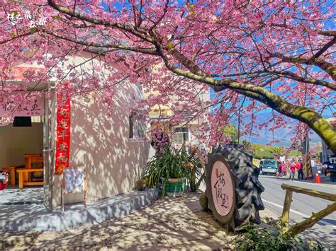 2022「樟樹湖河津櫻王」粉紅櫻花美麗綻放！夢幻粉紅美景打卡必拍 輕旅行