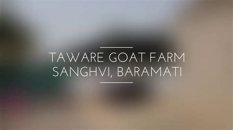 Super Quality Sojat Sirohi Goat Farm Visit To Rajshekhar Taware Goat