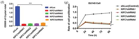 KIFC1 Overexpression Promotes Prostate Cancer Cell Survival And