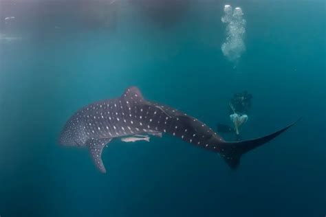 A Guide To Oslob Whale Shark Watching In 2024