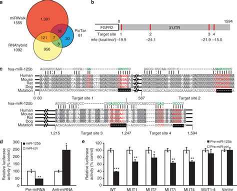 MiR 125b A MicroRNA Downregulated In Psoriasis Modulates Keratinocyte