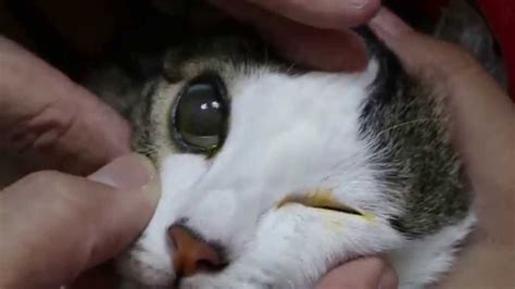 A Young Female Cat Has Cloudy Corneas Youtube