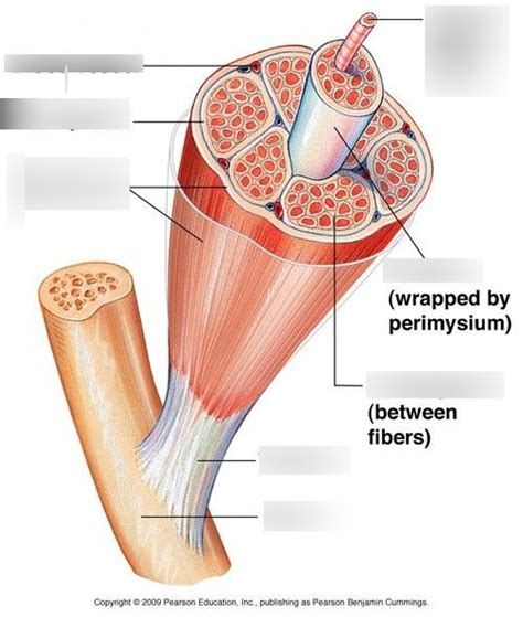 Muscle Diagrams Quiz Diagram Quizlet