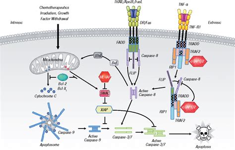 Figure 1 From The Inhibitor Of Apoptosis IAP Proteins Are Critical