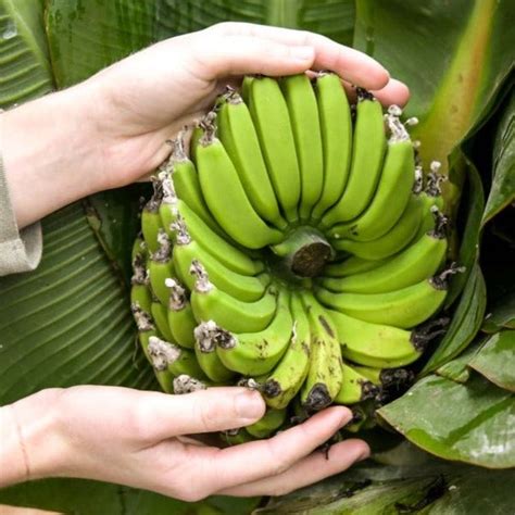 How To Grow Banana Plants Baker Creek Heirloom Seeds