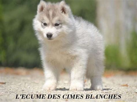 A vendre un chiot Husky Sibérien âgé de 3 mois LOF Petite Annonce chien