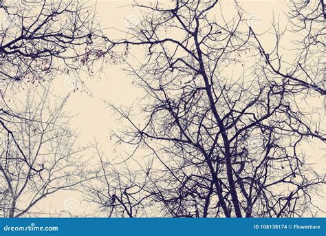 Naked Trees In Winter Against The Sky Bottom View Stock Photo Image Of Infrared Leaf 108138174