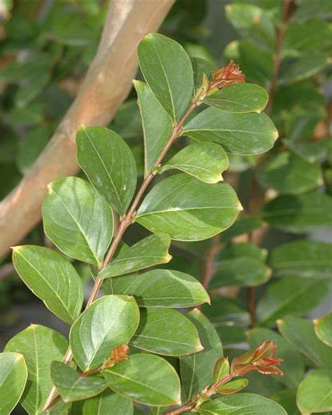 Lagerstroemia Indica Lythraceae Image At Phytoimages Siu Edu