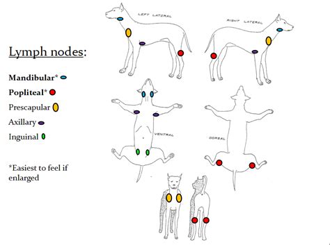 Canine Lymph Node Locations