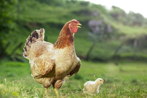 Gallina Penedesenca Características Alimentación Cuidados Y