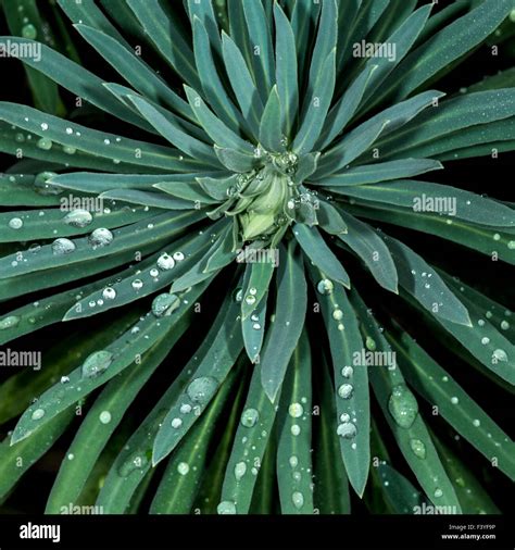 Grassy With Dew Drop Stock Photo Alamy