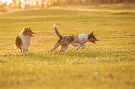 Dois cachorros correndo em um campo um dos quais é um border collie e