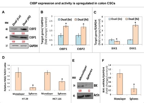 Ctbp Expression And Activity Is Upregulated In Colon Cscs A An