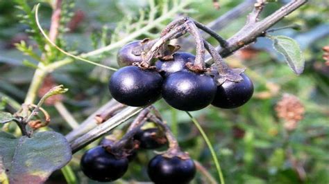 Hierba Mora Propiedades Curativas Y Beneficios Solanum Nigrum Youtube