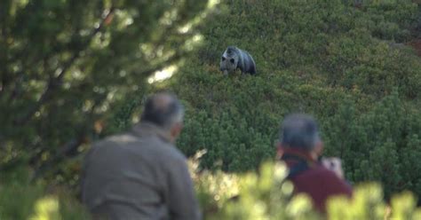 Los animales se movieron más lejos en el confinamiento según un