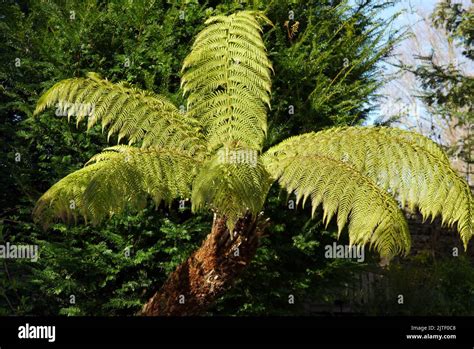 Dicksonia Antarctica Soft Tree Fern Uk Hi Res Stock Photography And