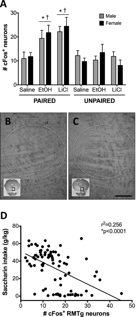 Conditioned Taste Aversion Cta Enhances Cfos Expression In The