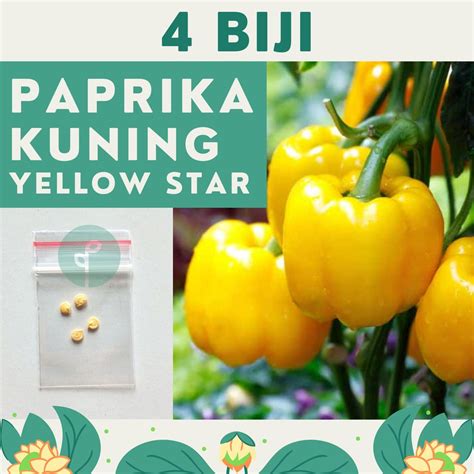 Jual 4 Benih Bibit Paprika Kuning Yellow Star F1 Hibrida Super Sweet