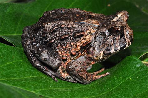 Species Of Frog Size Of P Coin Discovered In Madagascar Artofit