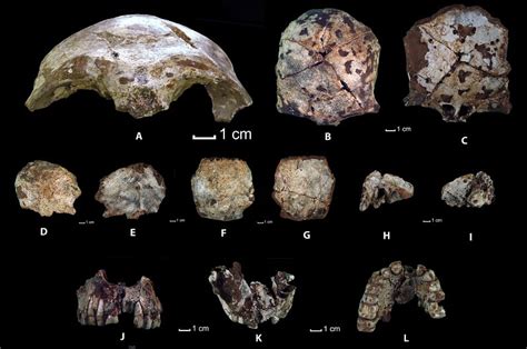 Oldest Human Remains In The World Oldest Org