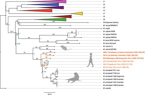 Maximum Parsimony Mtbc Phylogeny The Tree Was Constructed Using The