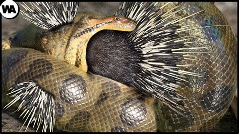 Snake Immediately Regretted Having Eaten The Porcupine Youtube