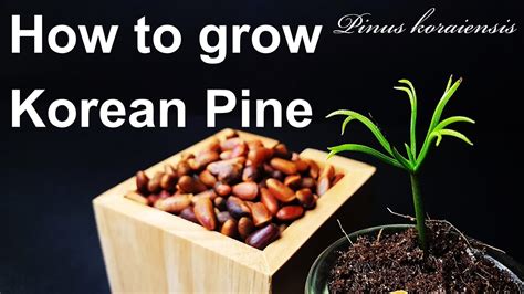 How To Grow Korean Pine From SeedGrowing Korean Pine NutHow To Grow