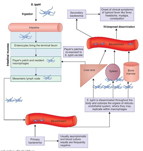 Figure 3 From Typhoid And Enteric Fevers In Intensive Care Unit