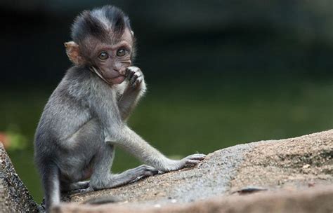 Chinese Scientists Engineer 'Autistic' Monkeys | The Huffington Post