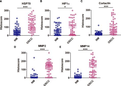 High Expression Of Hsp Hif A Mmp Mmp And Cortactin In Oscc